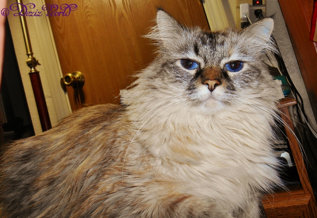 Dezi poses for the camera from the arm of the chair