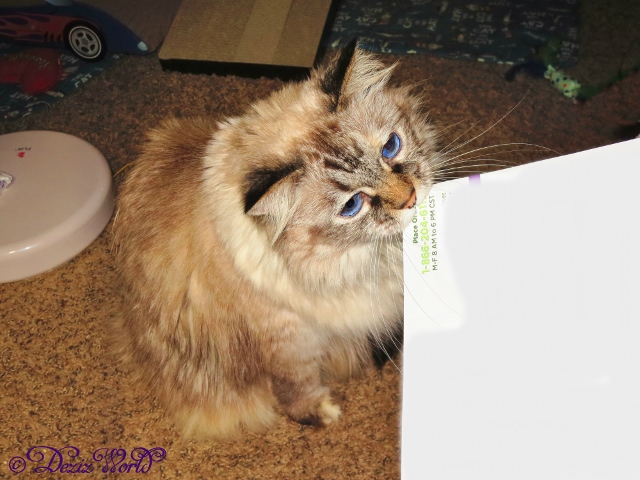Dezi biting on a piece of paper