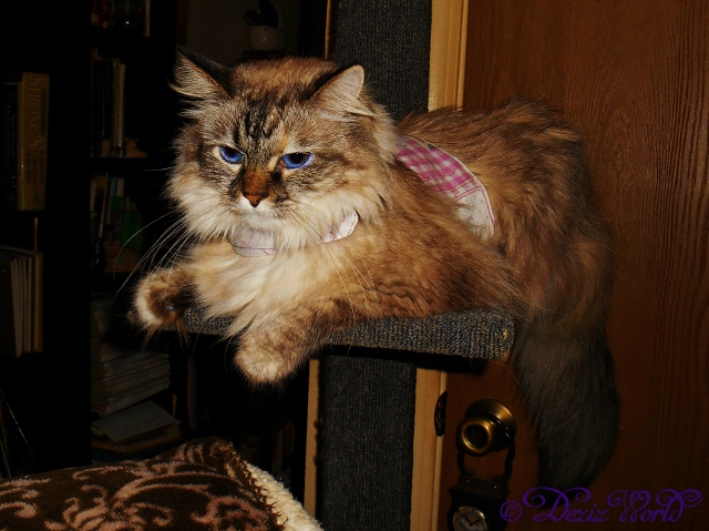 Dezi in her work harness on cat ledge