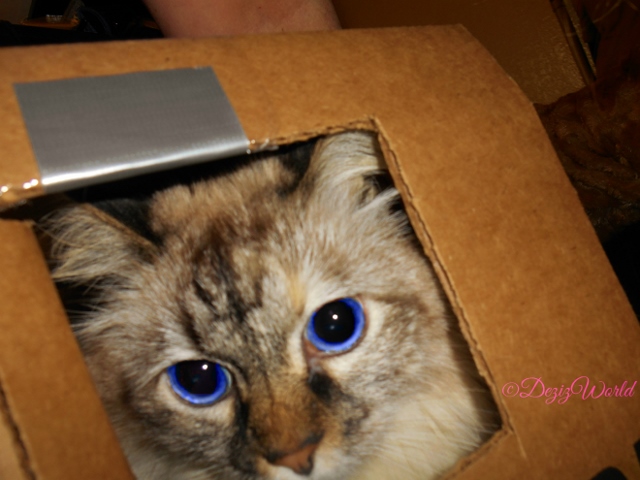 Me finks me can squeeze fru here.