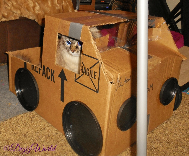 Dezi looks out side window on her cardboard derby truck