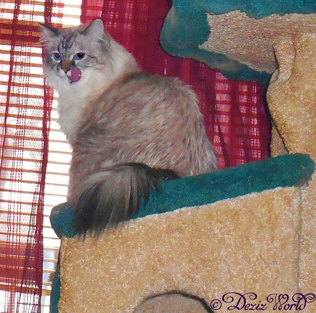 Dezi looking back from the window on the cat tree licking her lips