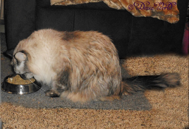 dw-Dezi1-163 (640x438)