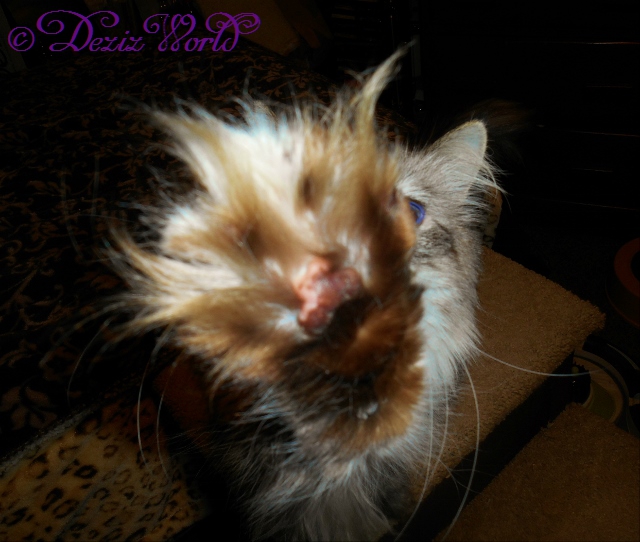 Dezi's huge paw reaching for the camera