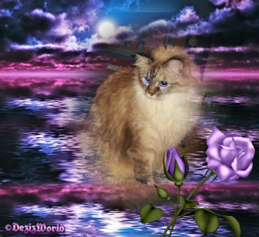 Dezi among shades of purple stormy skies and purple rose