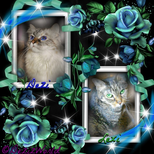 Dezi and Lexi in blue frames with blue roses