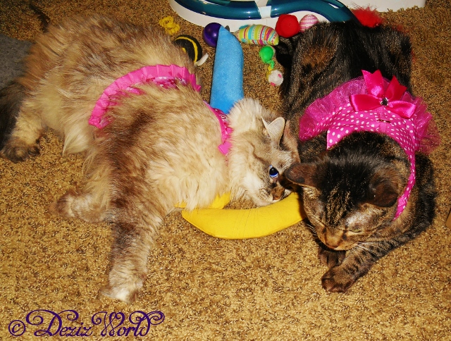 Dezi and Lexi in their harness dresses laying together