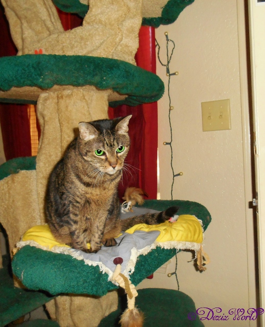 Lexi sittiing on the Liberty cat tree 1-29-16