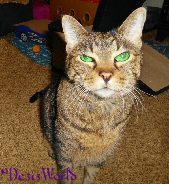 Lexi sitting pretty and posing for the camera