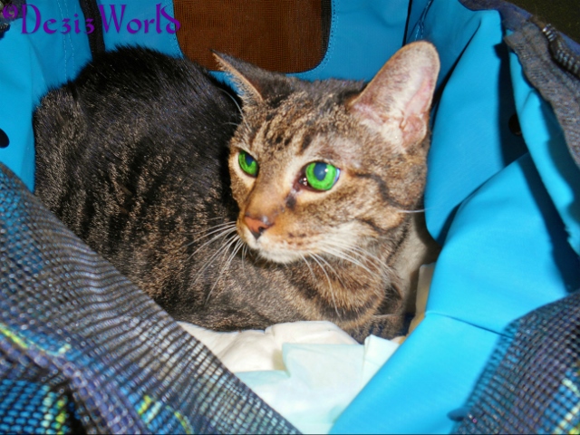 Lexi lating in the stroller at the Vets office