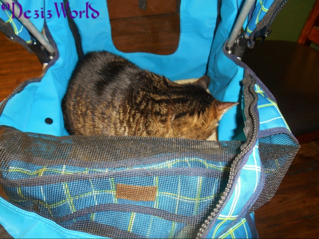 Lexi takes a nap in the stroller at the Vets