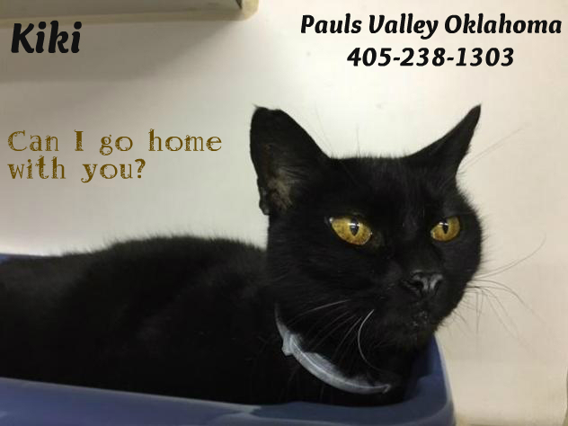 Kiki the black cat