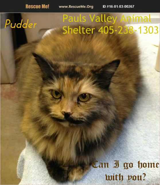 Pudder from the Pauls Valley Animal Shelter in Oklahoma