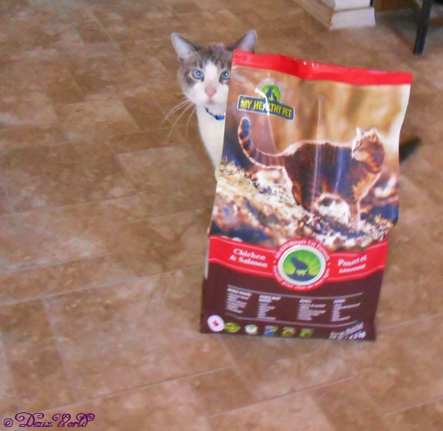 Buddy poses with the Holistic Blend cat food bag
