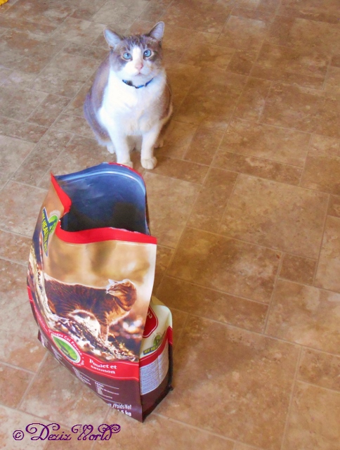 Buddy waits for a bite from the open Holistic Blend cat food bag