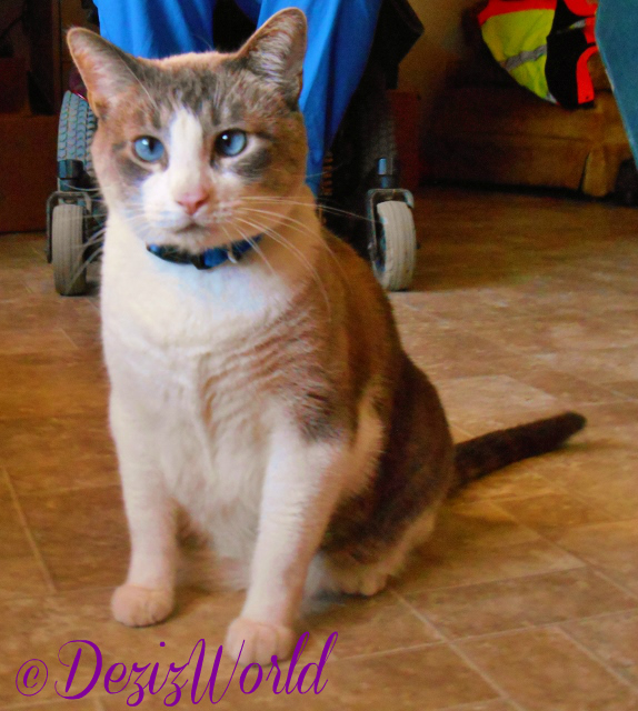 Buddy looking straight into camera in sit pose