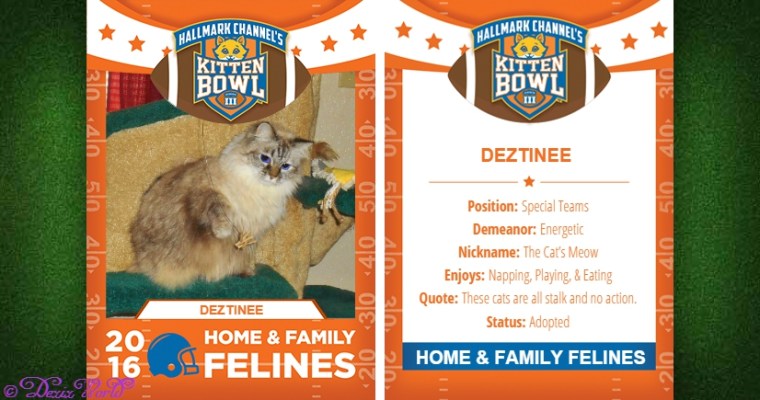 Dezi in Hallmark Kitten bowl playing card