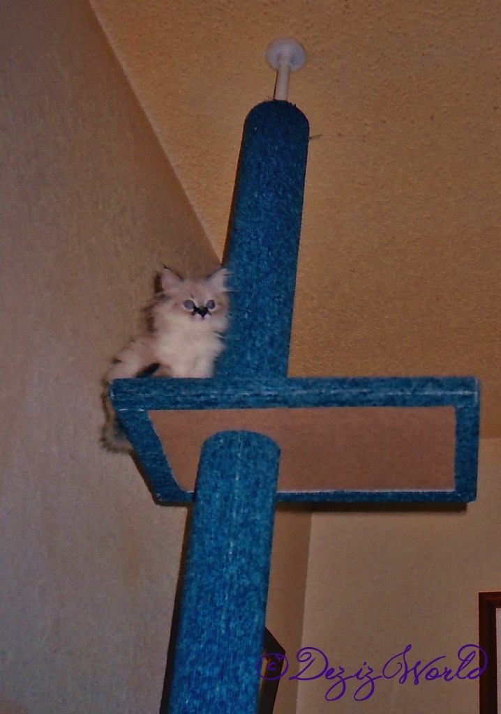 Baby Dezi on top of her first cat tree
