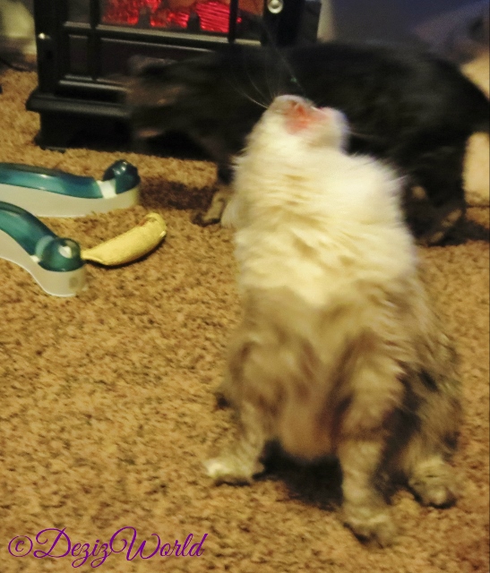 Dezi with head back and mouth wide open