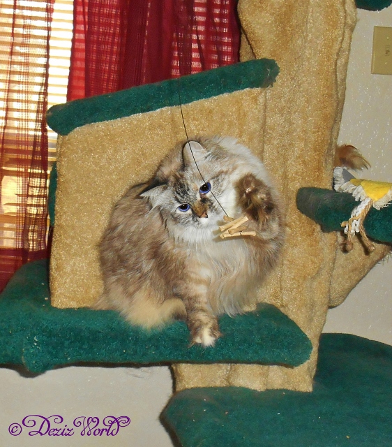 Dezi whacks the Cat Dancer from the liberty Cat tree