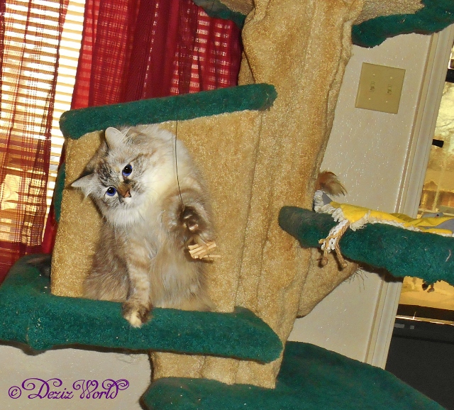 Dezi reaches out for the Cat Dancer