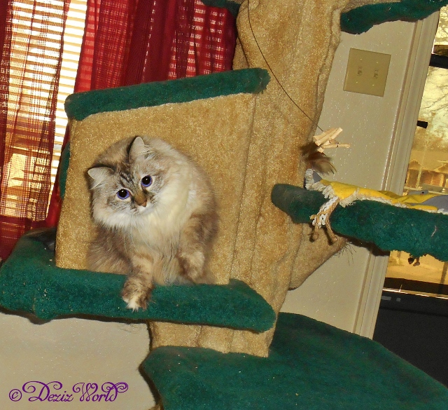 Dezi poses for the camera while playing with the Cat Dancer