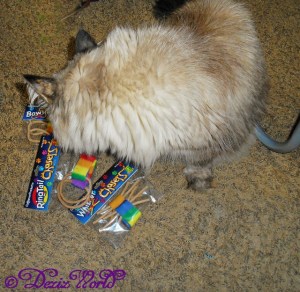 Dezi checks out the great toys from Cat Dancer