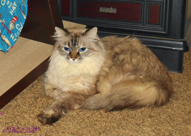 Dezi laying on the floor in front of the fireplace