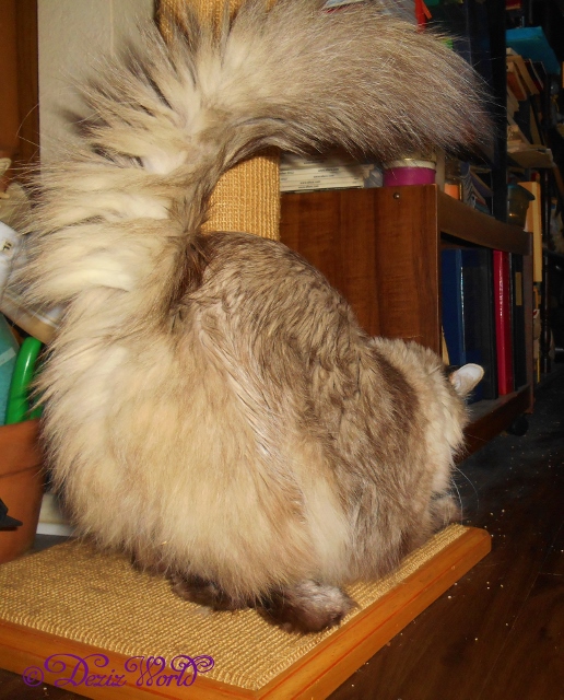 Mommy was shootin' fotos fur a review but me wasn't coop-purratin'.