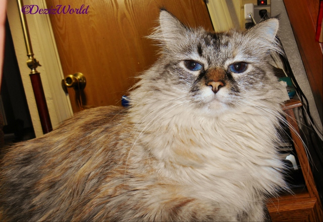 Dezi close up on arm of chair