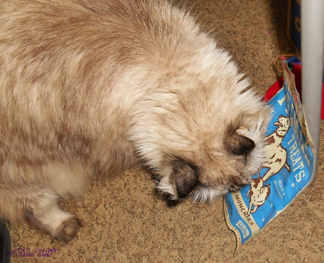 Dezi smells the Primal Pork Liver Munchies