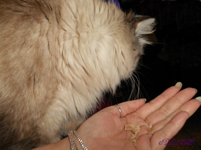 dw-DeziprimalporkliverDSCN6003 (640x480)