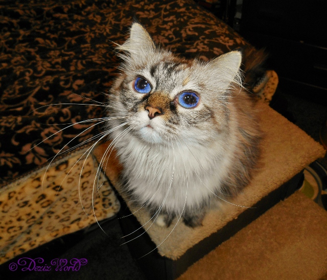 Dezi peering into the camera