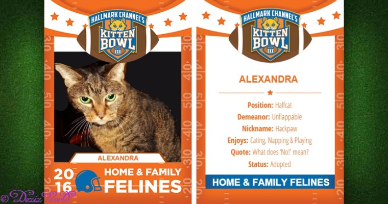 Lexi in Hallmark kitten bowl playing card