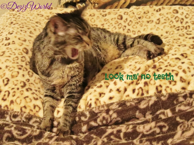 Lexi lating on bed with mouth wide open