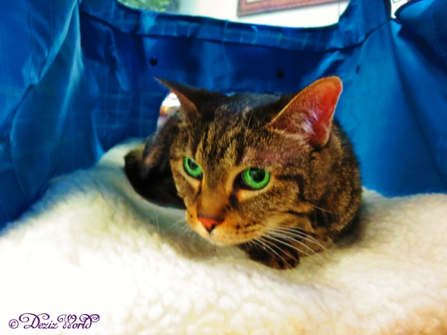 I'z wiff Dezi. Strollz are grayt, but not da onez dat end at da VETz