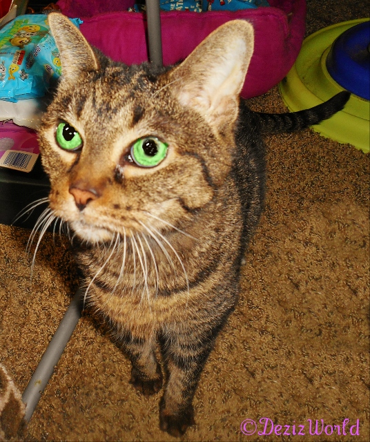 #Lexi posing for the camera in her Sits pretty pose