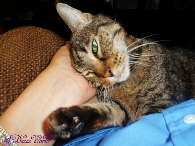 Lexi with outstretched paw rubbing head in mommy's hand