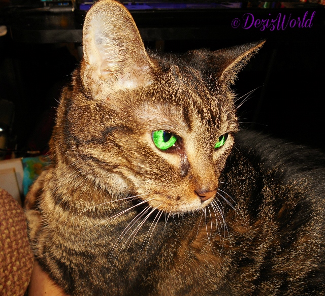 Lexi in ommy's lap getting love with a side glance