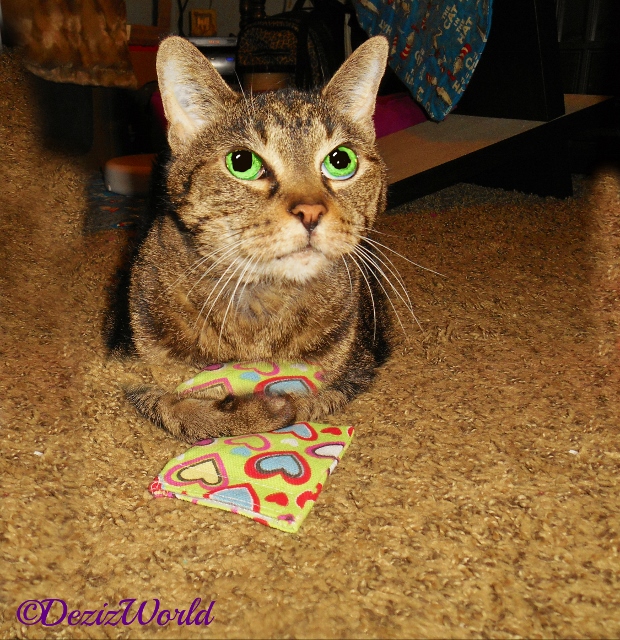 Lexi mearloafs on the floor while holding a new nip toy