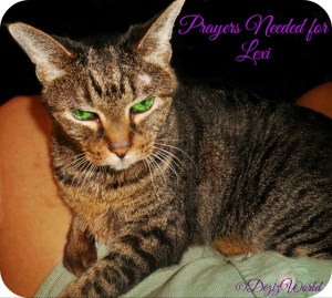 Lexi needs prayers