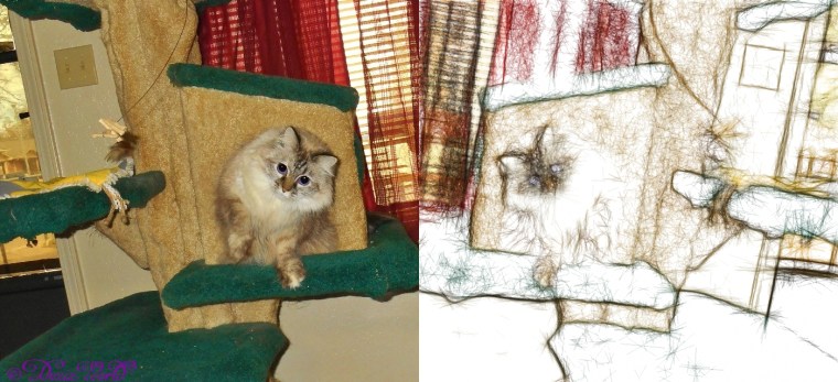 Dezi on cat tree playing mirrored in artist pencil sketch