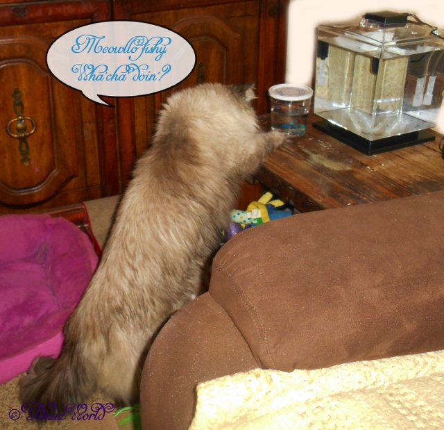 Dezi checking out her new Betta fish