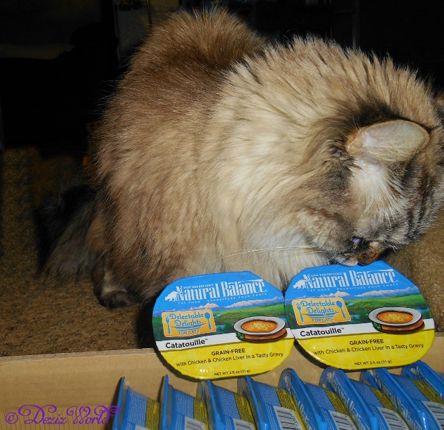 Dezi smelling the Natural Balance Catatouille