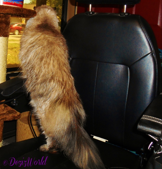 Dezi standing in wheelchair and looking out the door