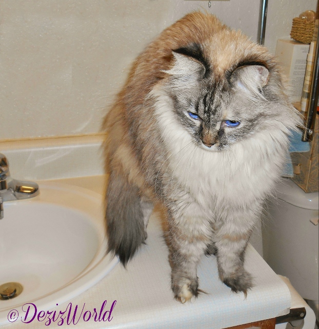 Dezi stretching the arch backed pose on the vanity