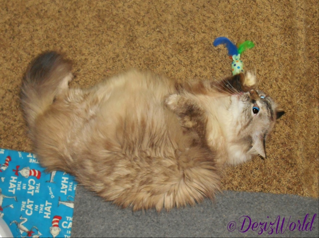 Dezi laying on the floor and licking paw