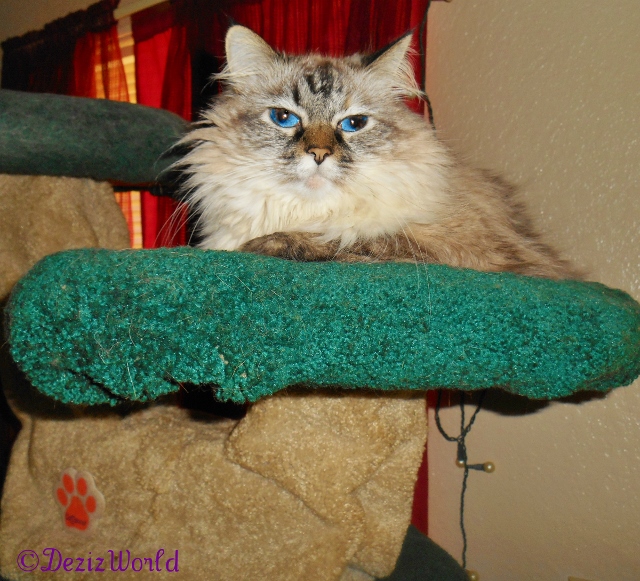 Dezi poses atop the Liberty cat tree