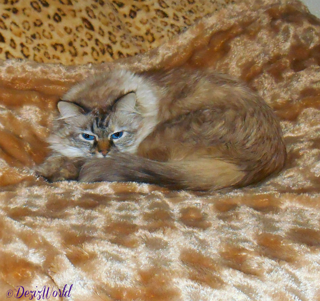 Dezi laying on the bed in Lexi's old spot grieving