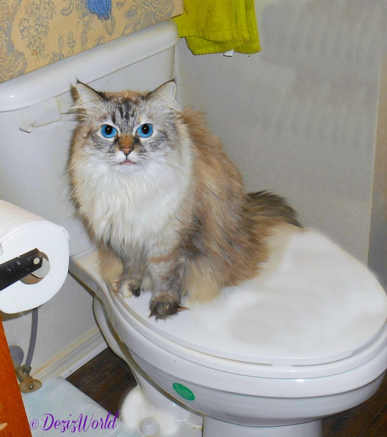 Dezi sitting on the toilet